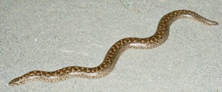 Schlangen Kreta
